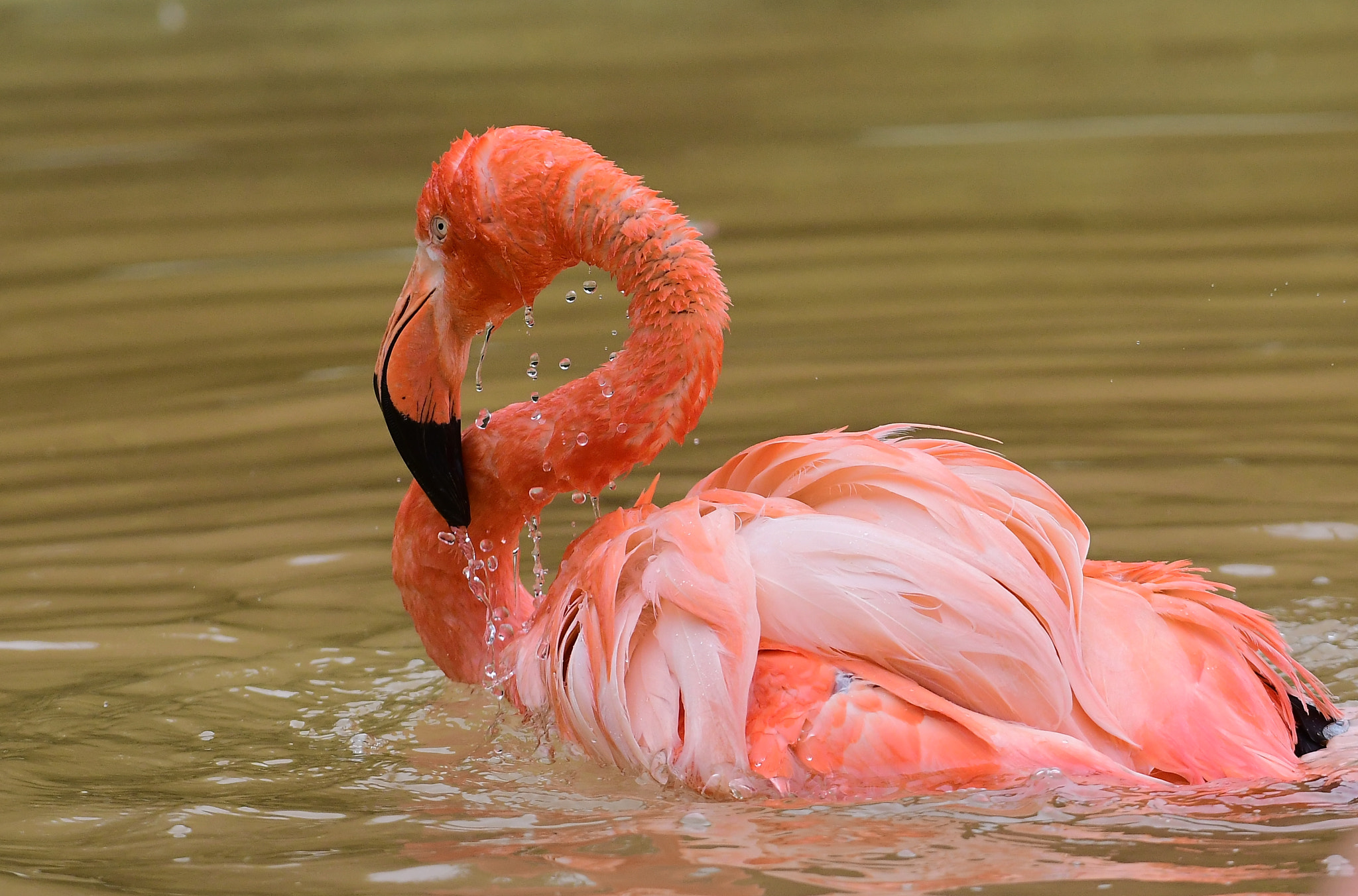 Nikon D500 + Nikon AF-S Nikkor 200-400mm F4G ED-IF VR sample photo. Flamingo홍학 photography