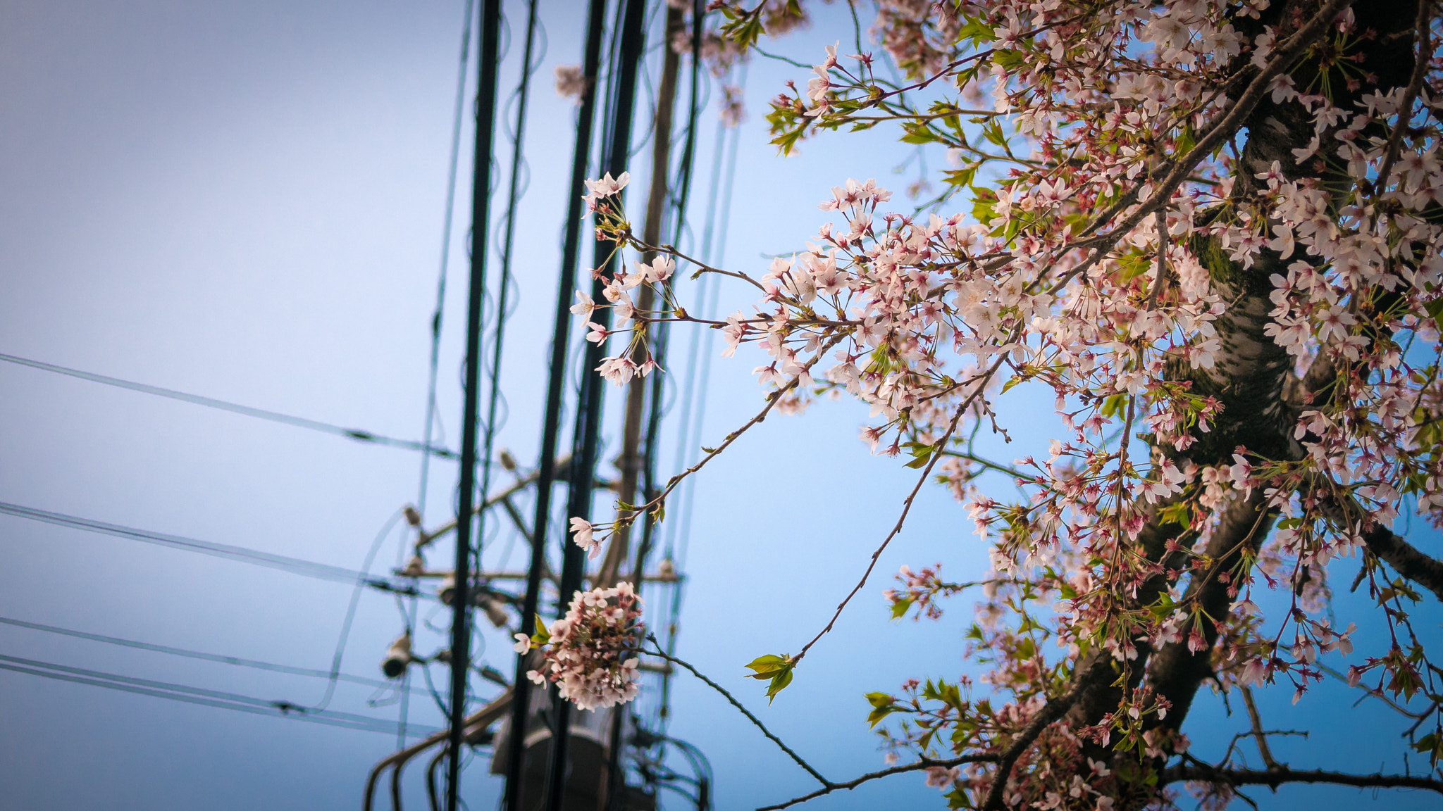 Panasonic Lumix DMC-GX85 (Lumix DMC-GX80 / Lumix DMC-GX7 Mark II) sample photo. Makoto shinkai's photography