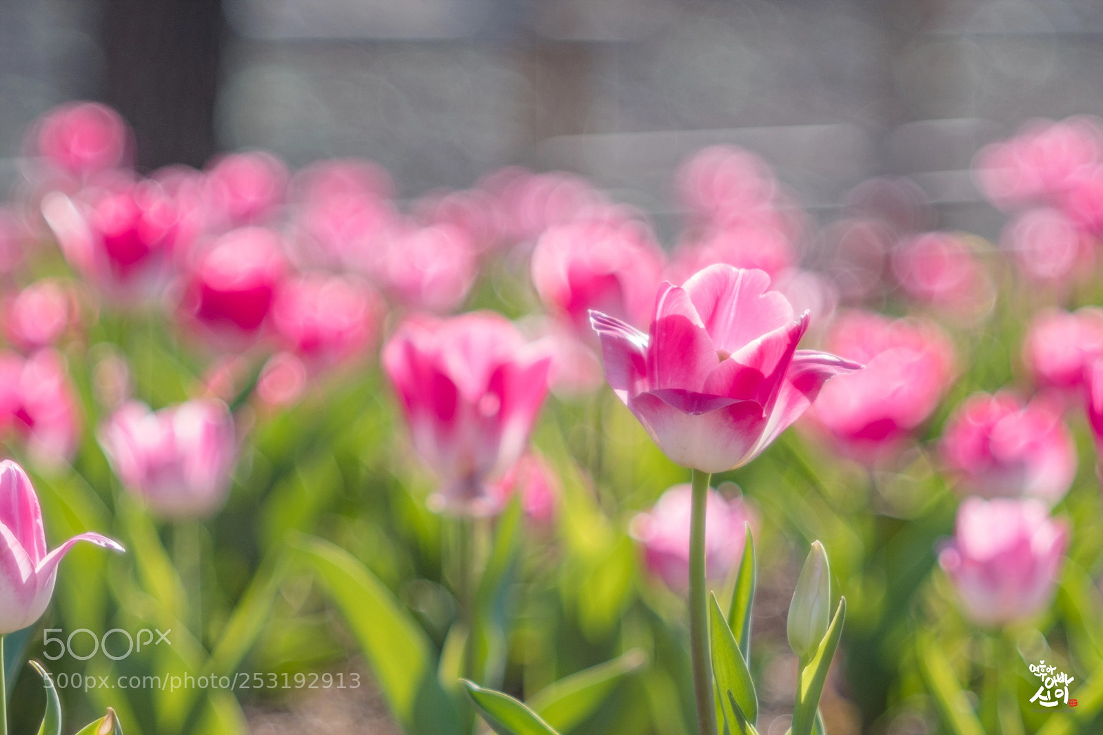 Fujifilm X-T2 sample photo. Pink tulip photography