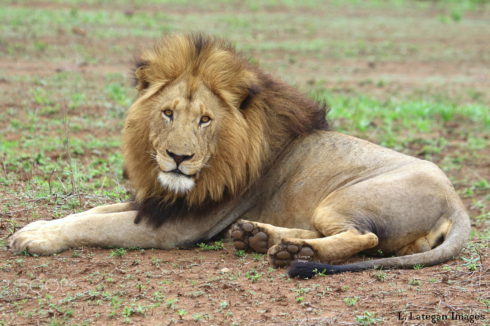 Canon EF 100-400mm F4.5-5.6L IS USM sample photo. Male lion striking a pose in kruger national park south africa photography