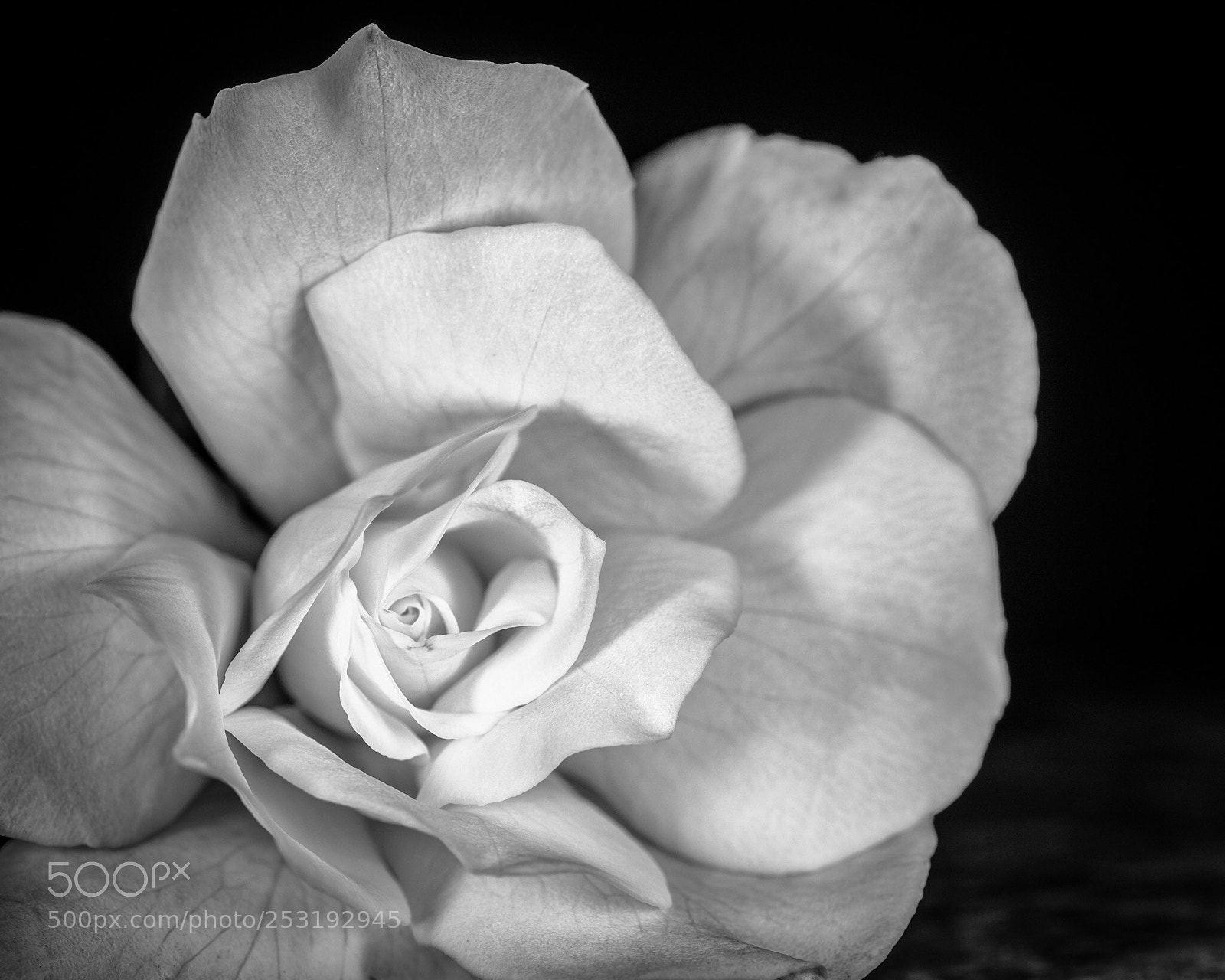 Nikon D5100 sample photo. Untitled photography