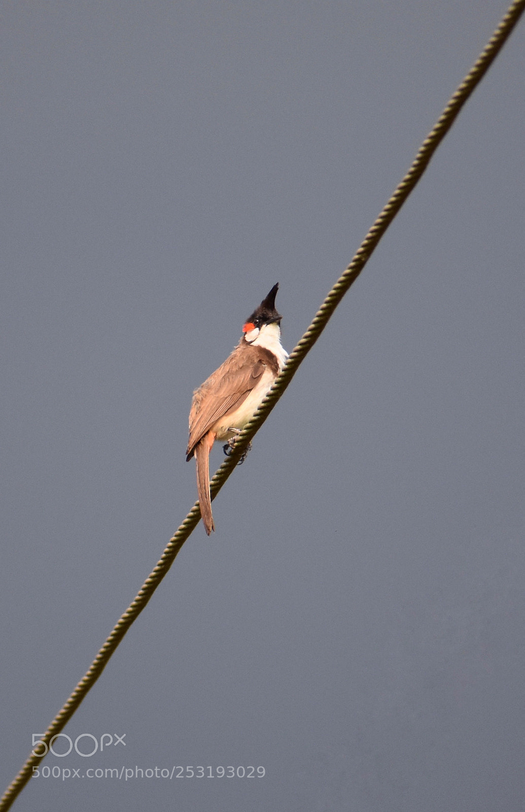 Nikon D3400 sample photo. Bulbul bird photography