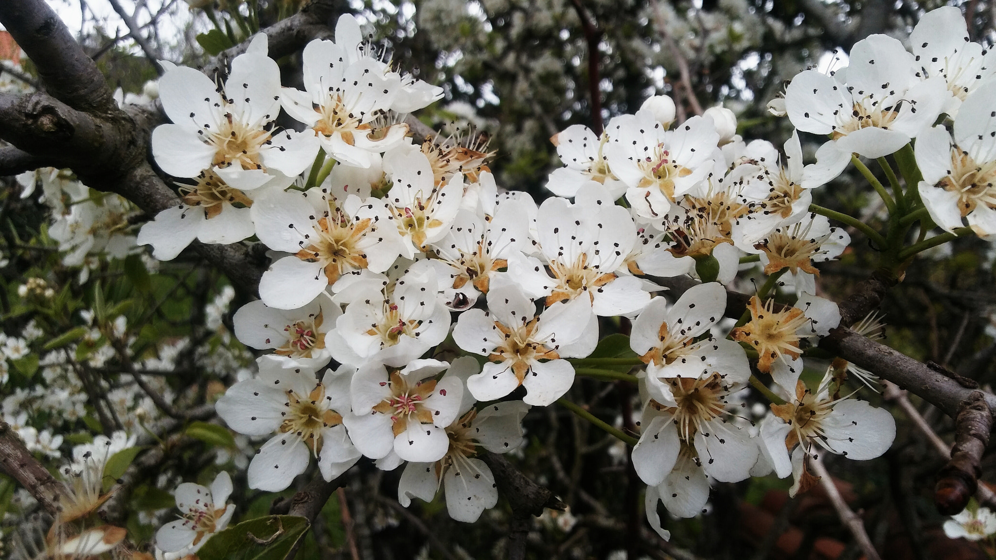 LG K10 sample photo. Peral's flower photography