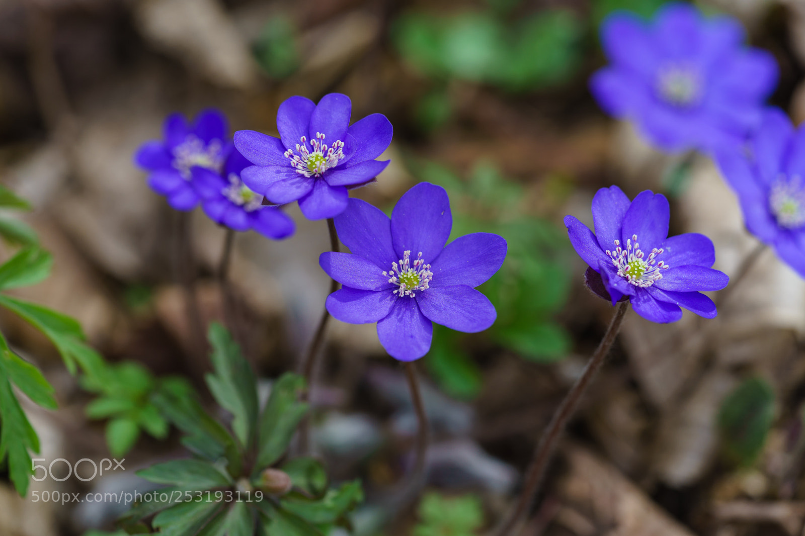 Sony a7 II sample photo. Leberblümchen photography