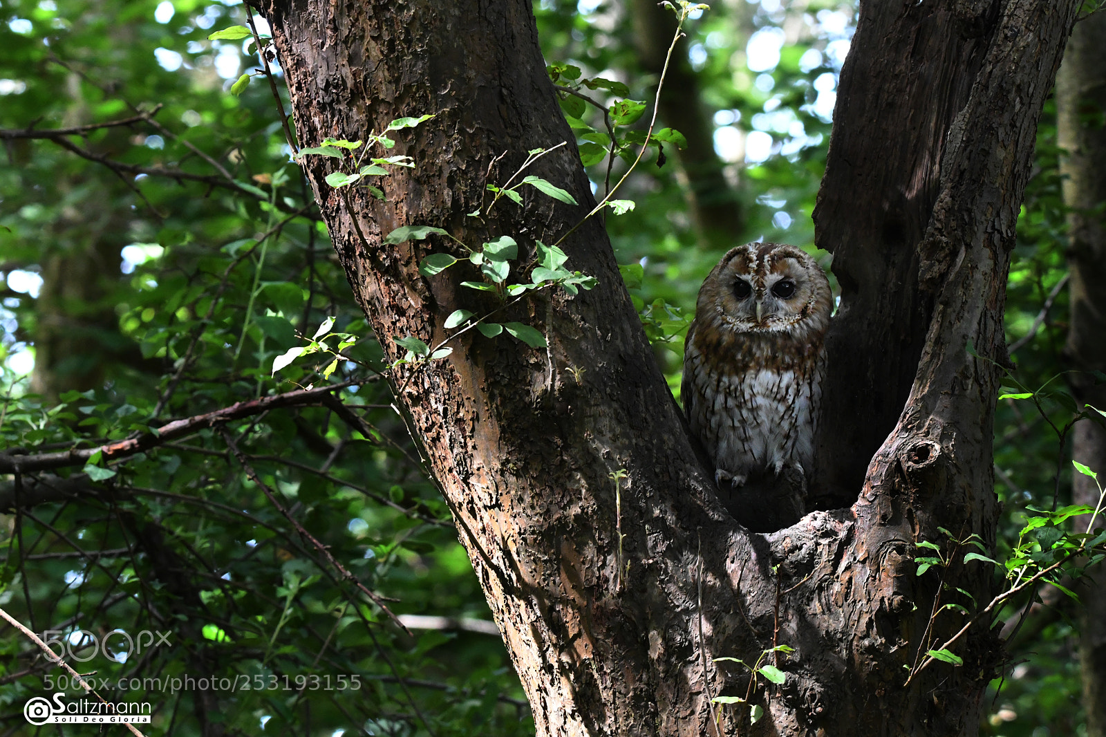Nikon D7100 sample photo. Chouette hullotte photography