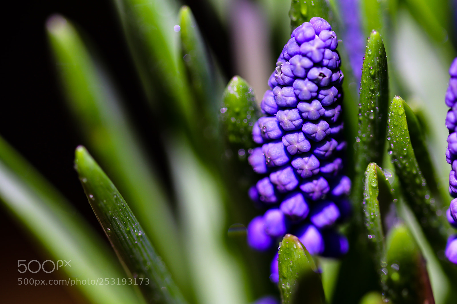 Canon EOS 80D sample photo. Purple flower photography