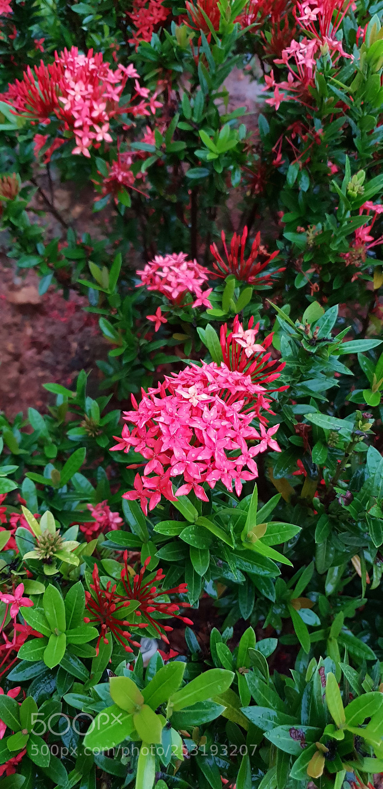 Samsung Galaxy S9+ sample photo. Flowers photography