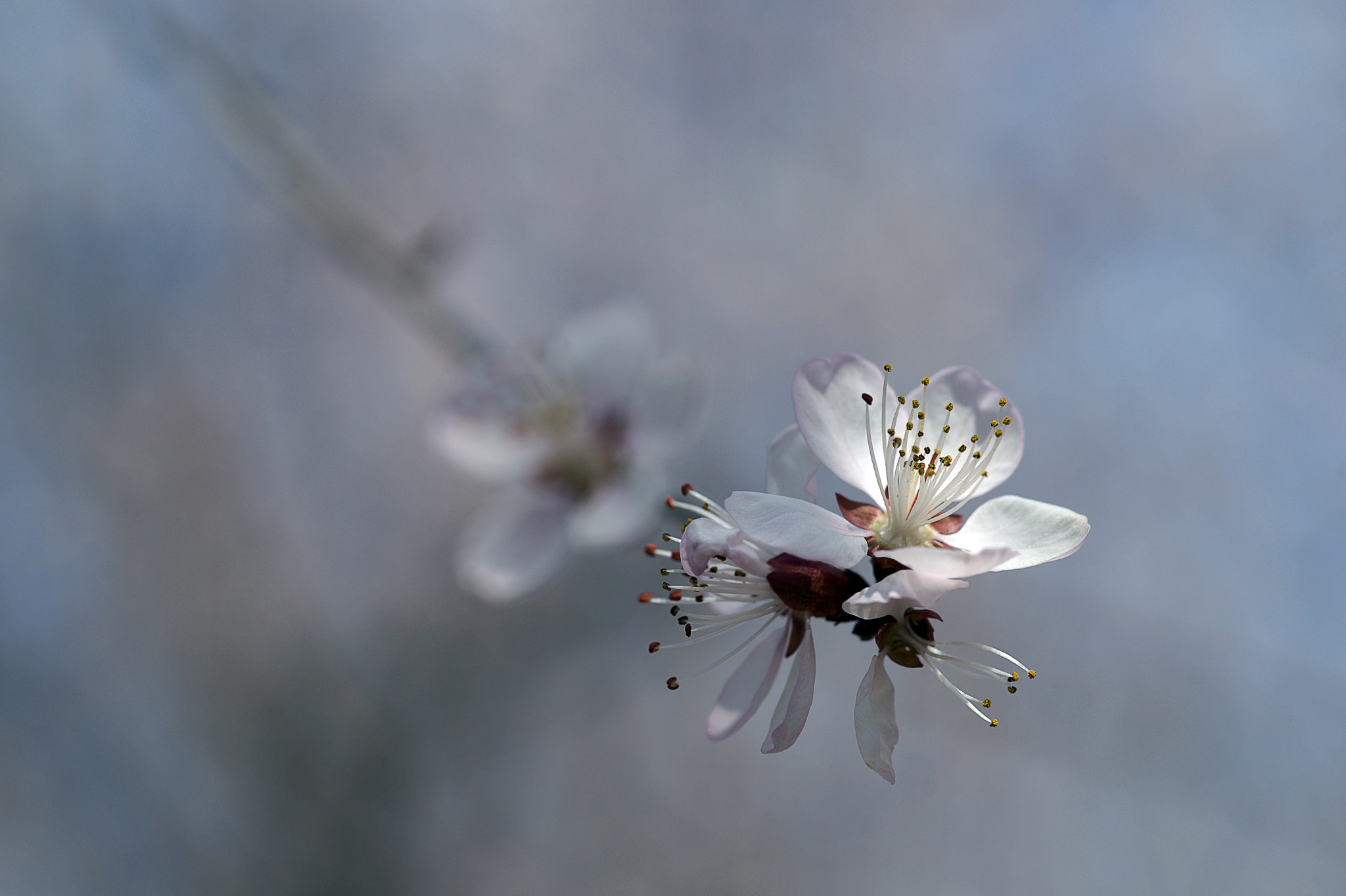 Sony Alpha DSLR-A900 sample photo. 春的山桃花 photography