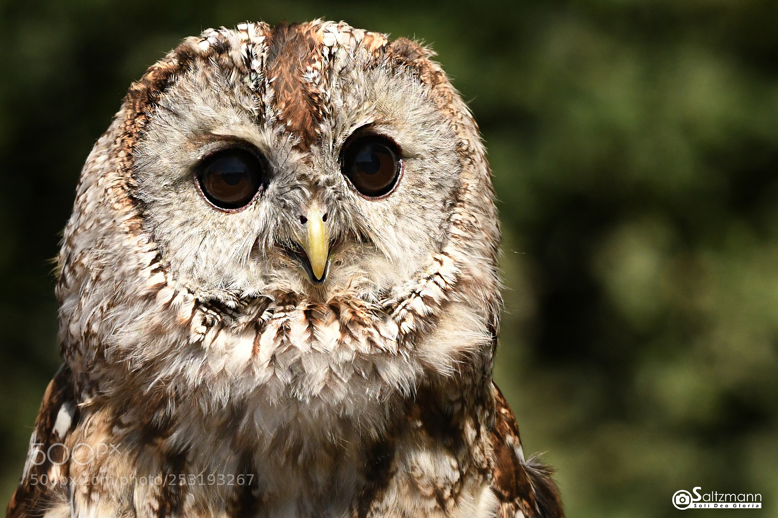 Nikon D7100 sample photo. Chouette hullotte photography