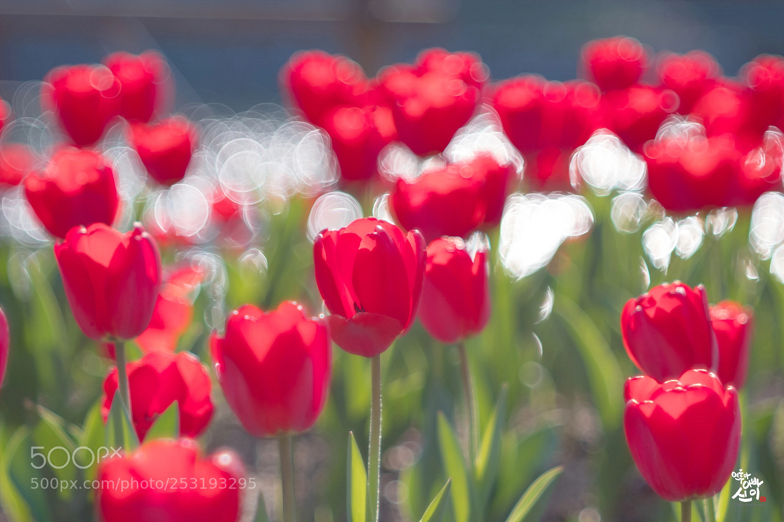 Fujifilm X-T2 sample photo. Red tulip photography