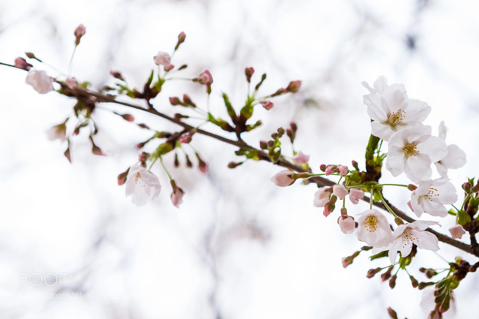 Canon EOS-1D X sample photo. Flowers photography