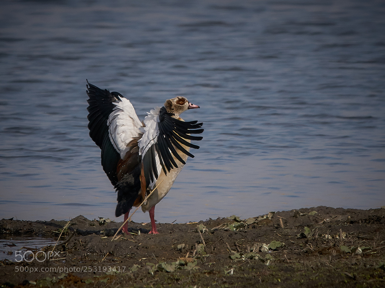 Sony ILCA-77M2 sample photo. Nilgans photography