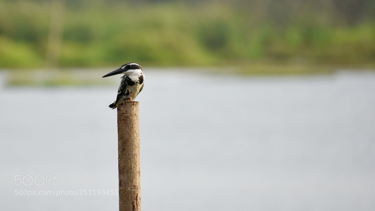Nikon D3400 sample photo. Black and white kingfisher photography