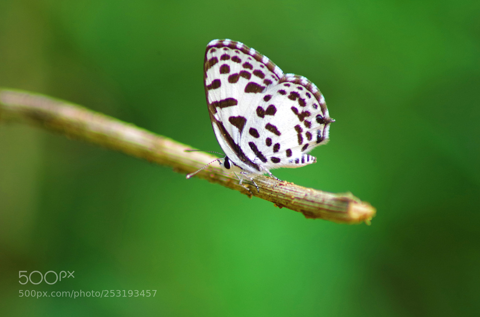 Pentax K-500 sample photo. Common pierrot ! photography