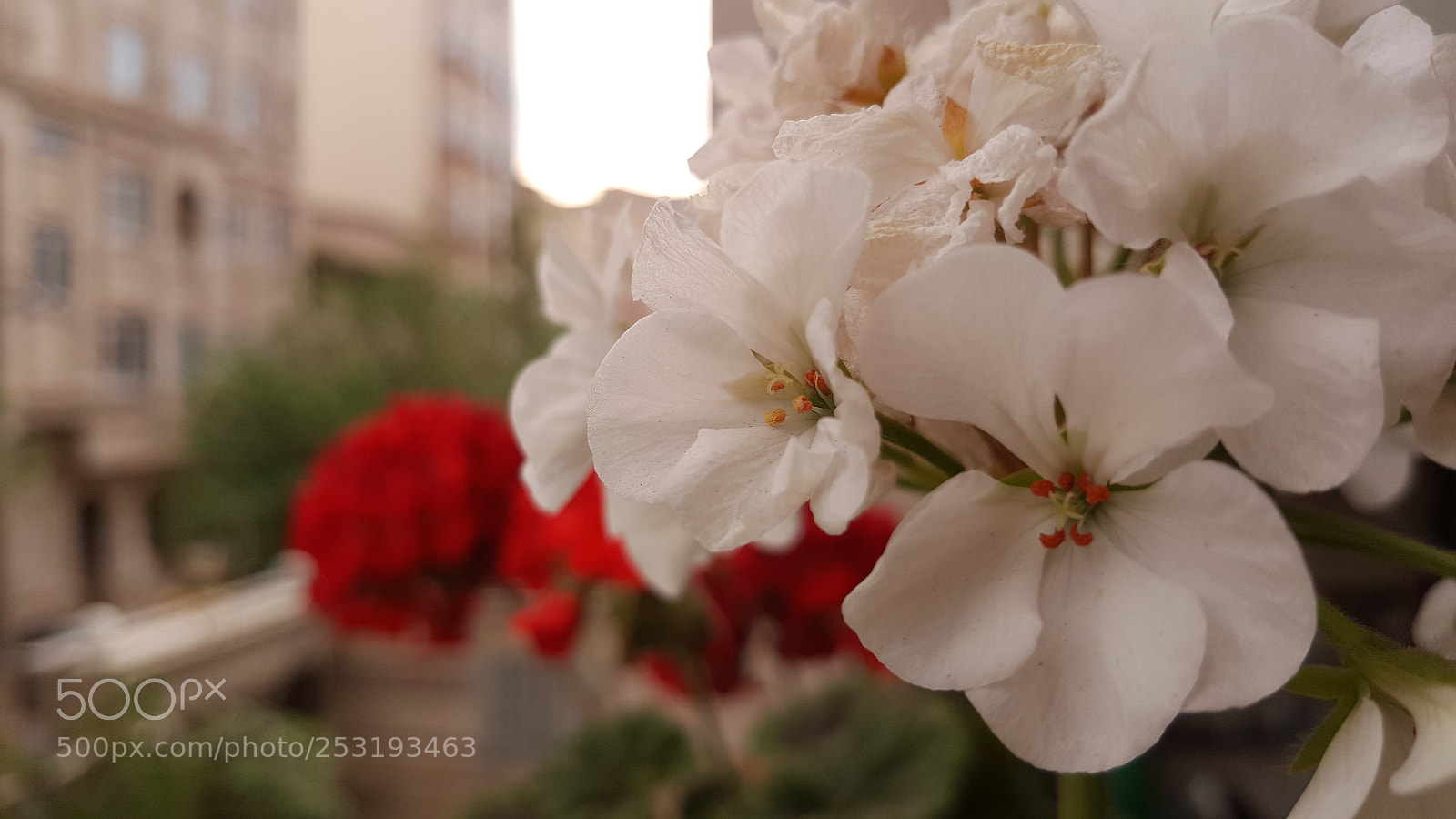 Samsung Galaxy Note5 sample photo. Untitled photography