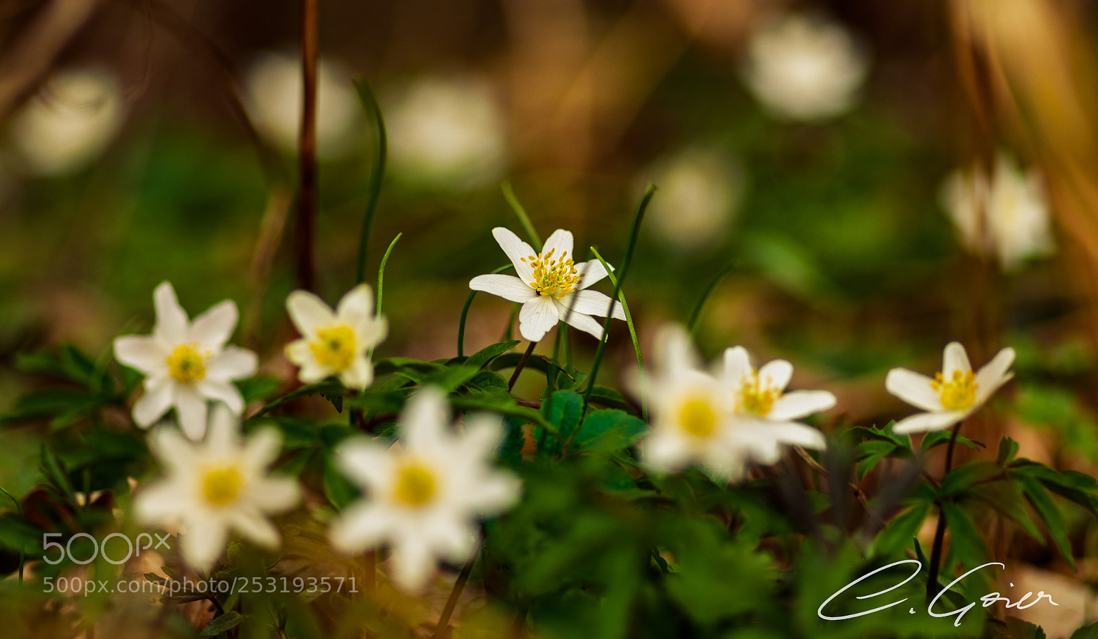 Canon EOS 77D (EOS 9000D / EOS 770D) sample photo. A hot flower photography
