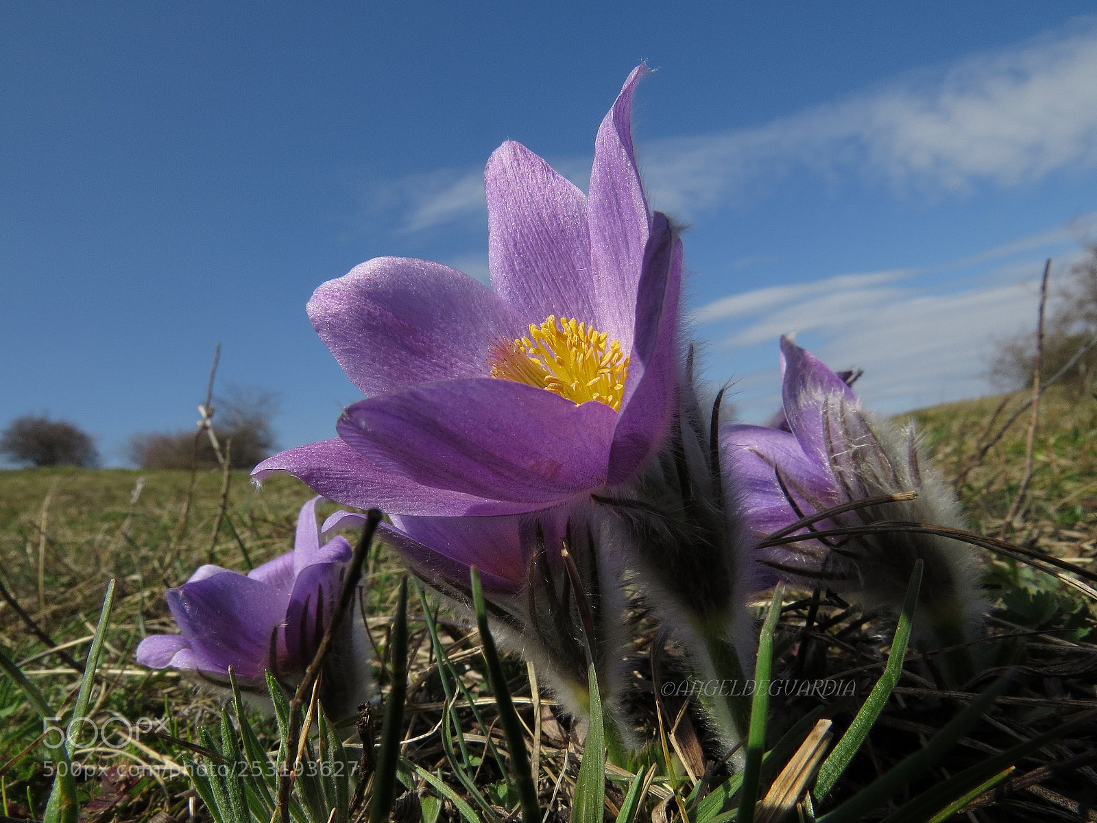 Canon PowerShot SX50 HS sample photo. *pulsatilla* photography