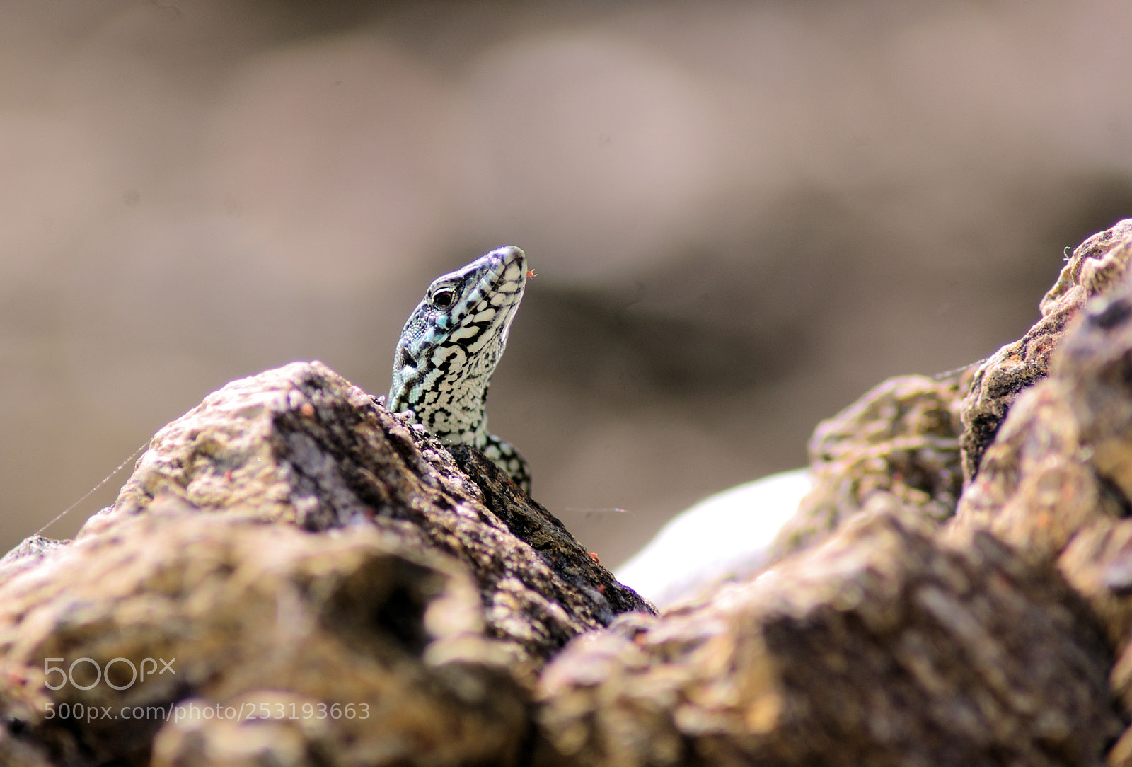 Pentax K-r sample photo. Lizard photography