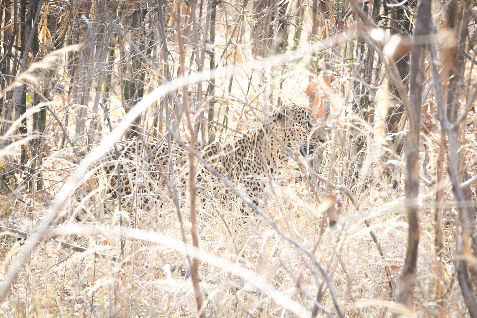 Nikon D610 sample photo. A leopard chamoflaged photography