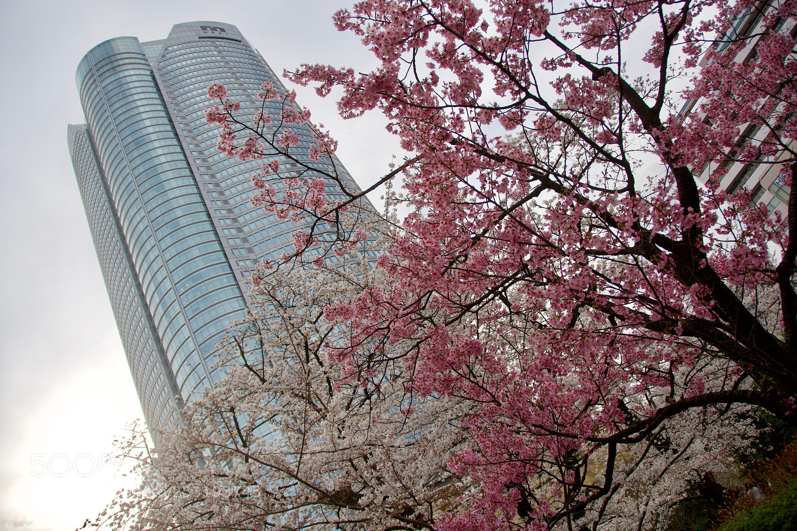 Nikon D7500 sample photo. Roppongi hills photography