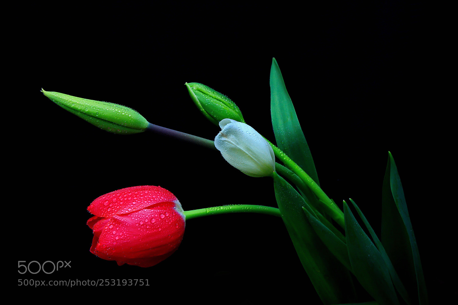 Canon EOS 60D sample photo. Untitled photography