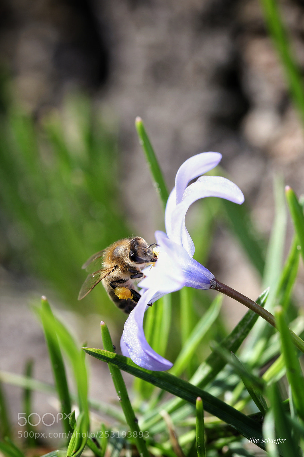 Canon EOS 5D Mark IV sample photo. Emsigkeit photography