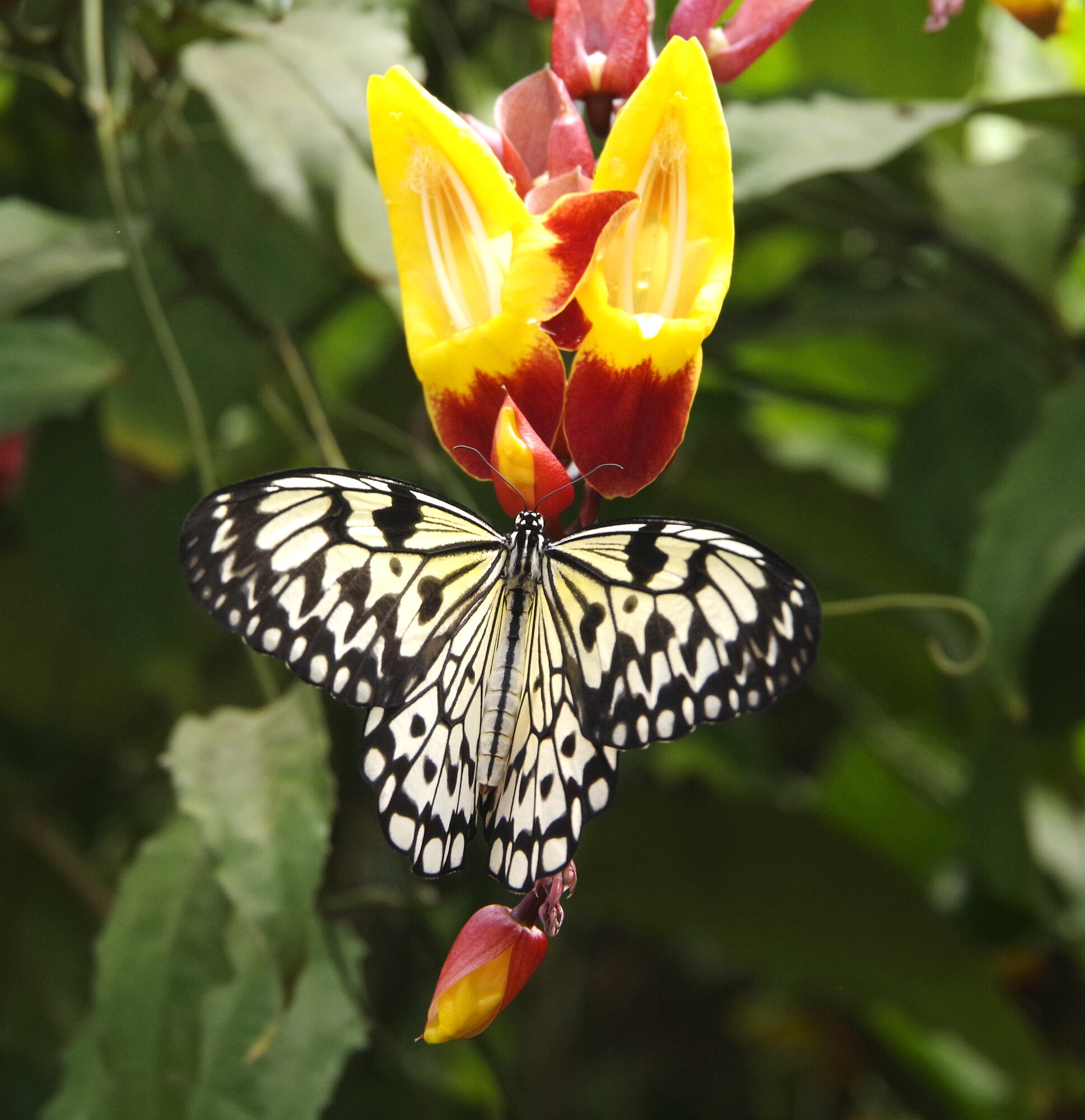 Pentax K-70 + Pentax smc DA 18-135mm F3.5-5.6ED AL [IF] DC WR sample photo. Beautiful butterfly photography