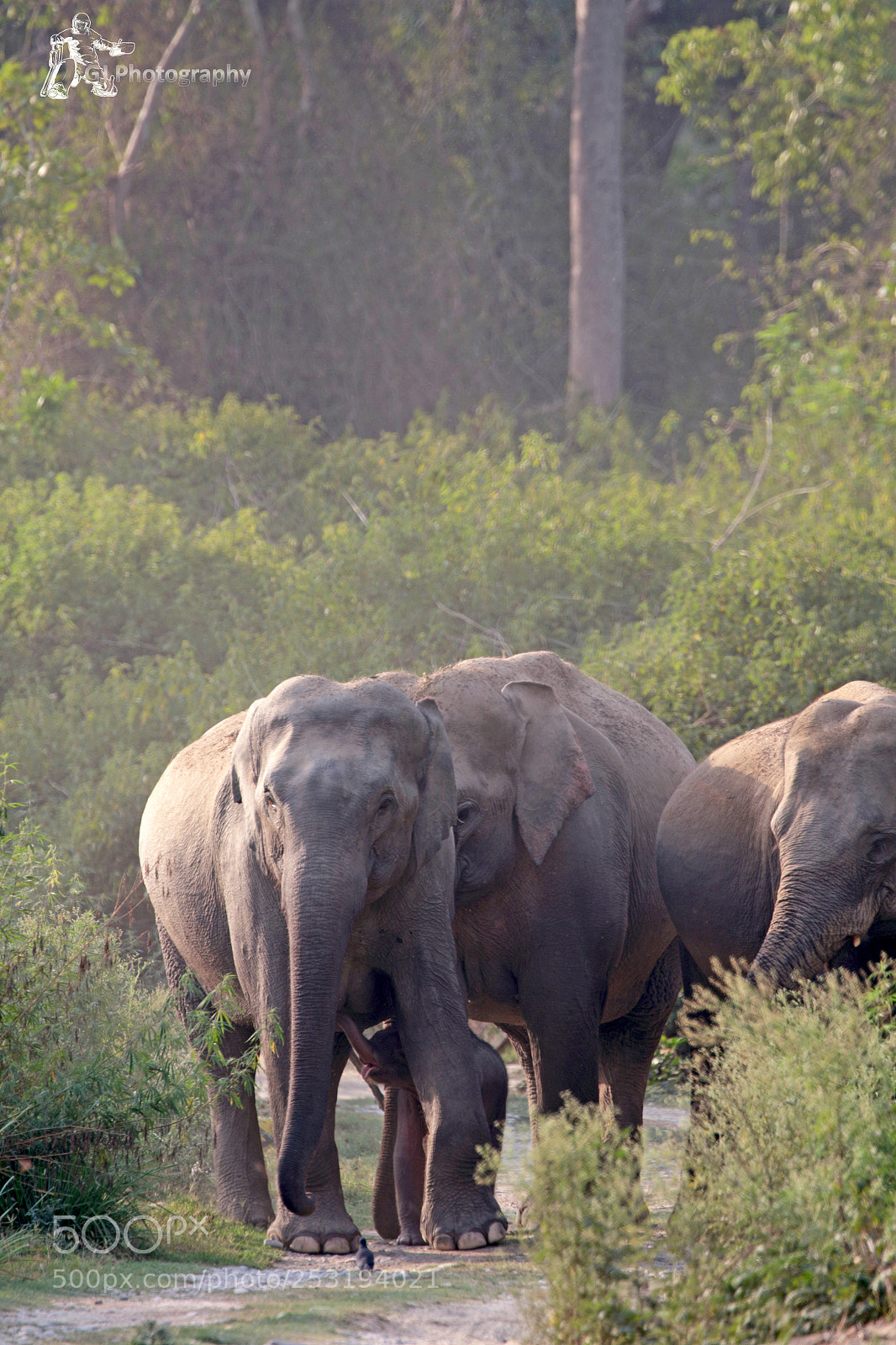 Canon EOS 7D Mark II sample photo. Elephants, baby elephant milking photography