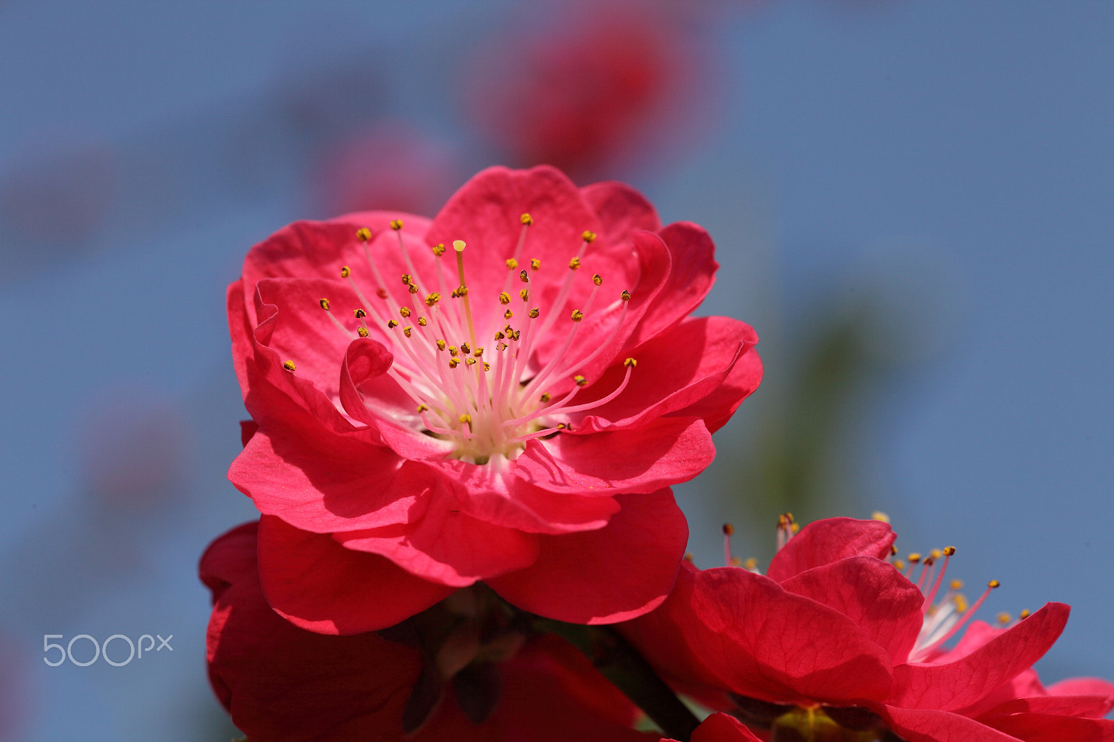 Canon EOS 5D Mark II + Sigma 105mm F2.8 EX DG OS HSM sample photo. Spring photography