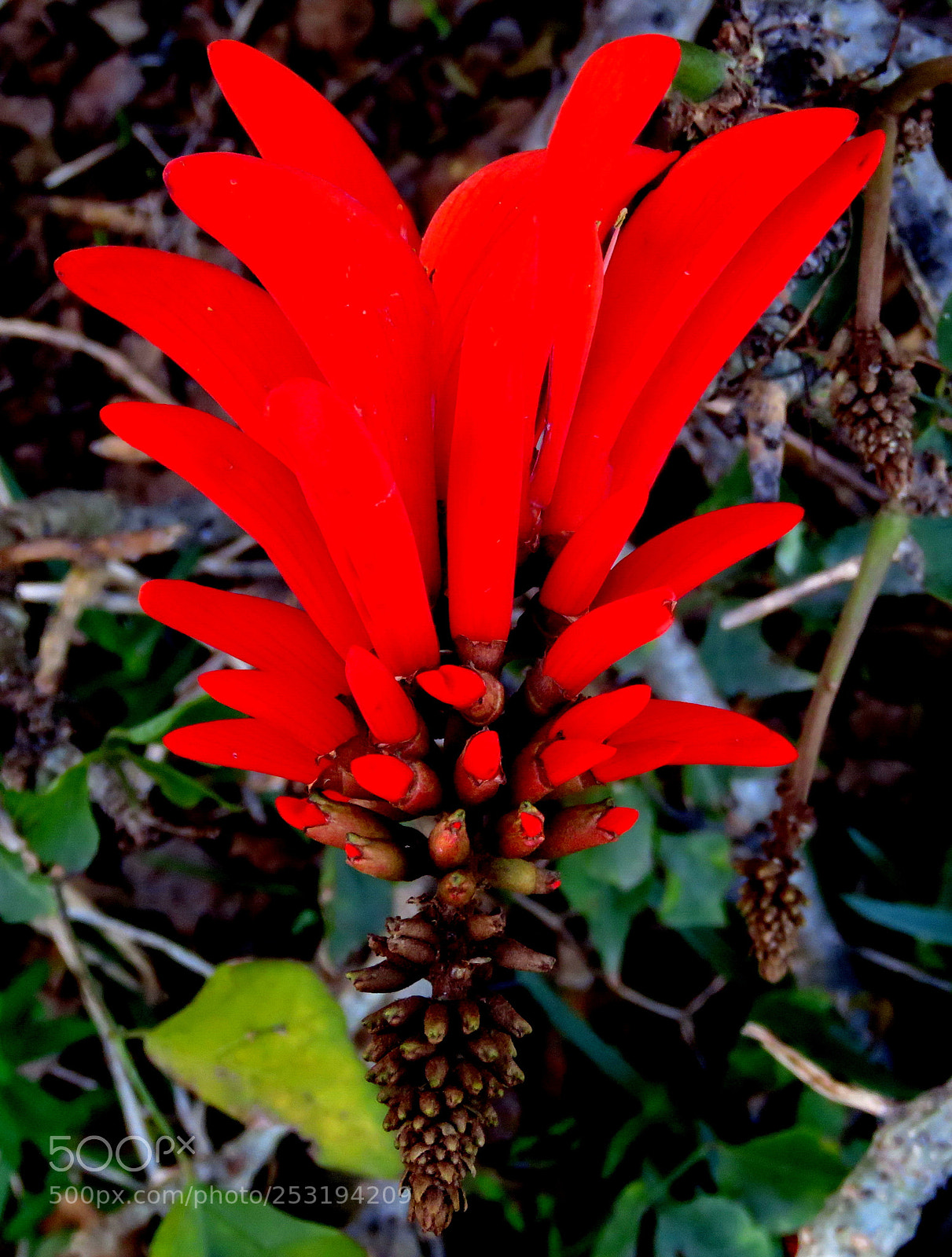 Canon PowerShot SX60 HS sample photo. Red pinecomb flower photography