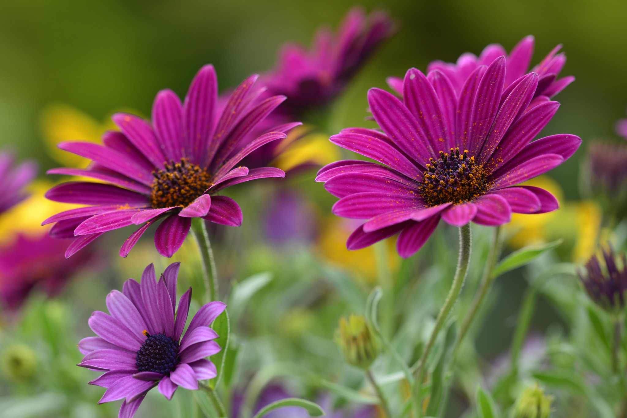 Nikon D7100 sample photo. Flowers photography