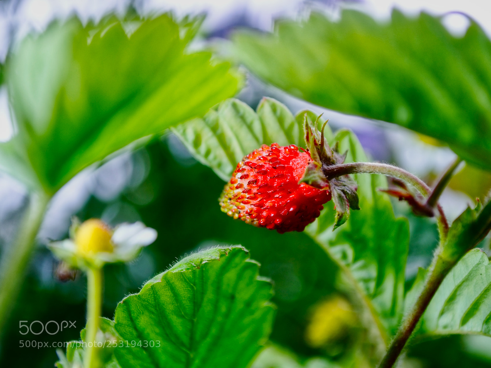 Fujifilm FinePix S5 Pro sample photo. Strawberry photography