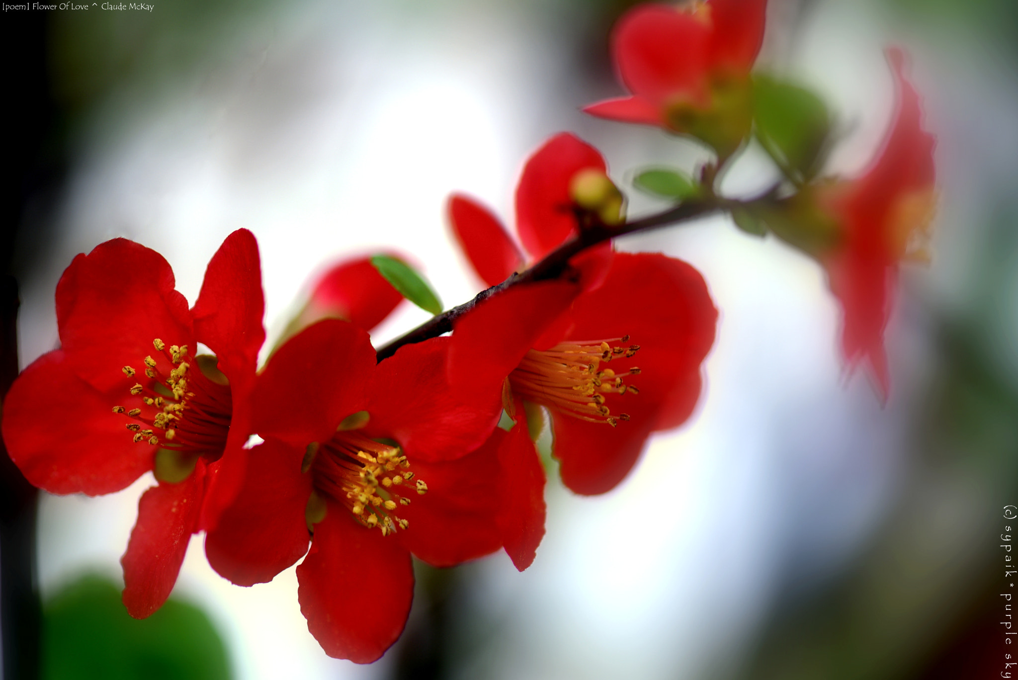Nikon AF-S Micro-Nikkor 105mm F2.8G IF-ED VR sample photo. Flower of love * photography