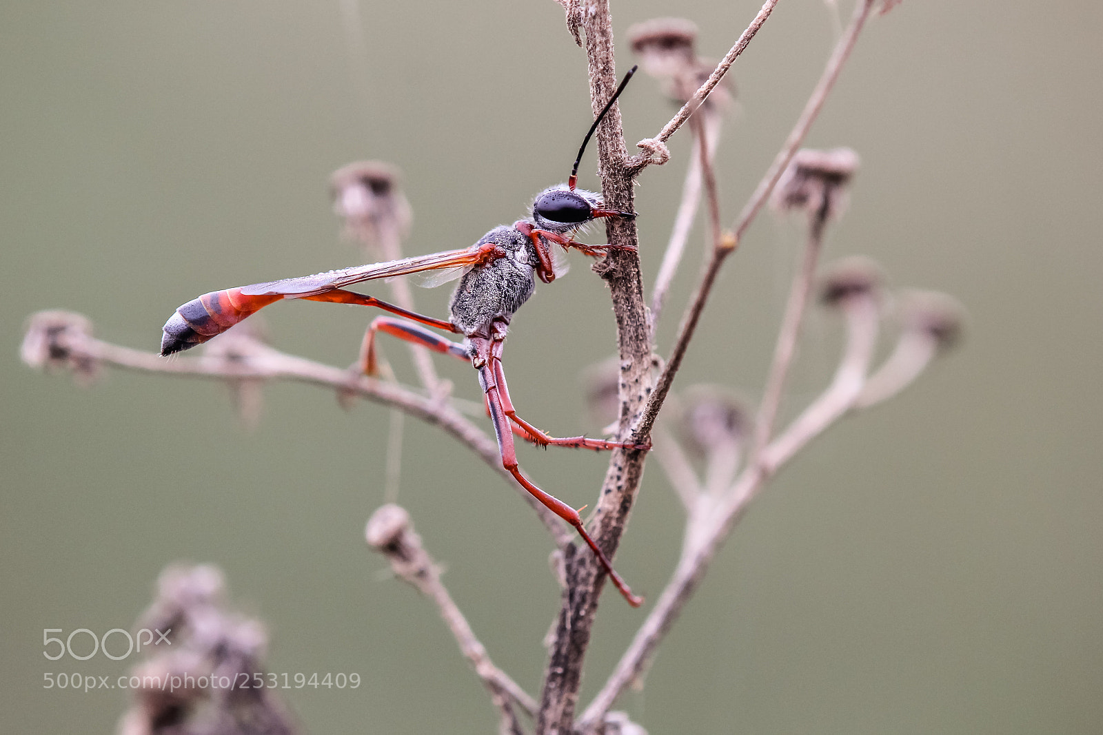 Canon EOS 60D sample photo. Ammophila photography