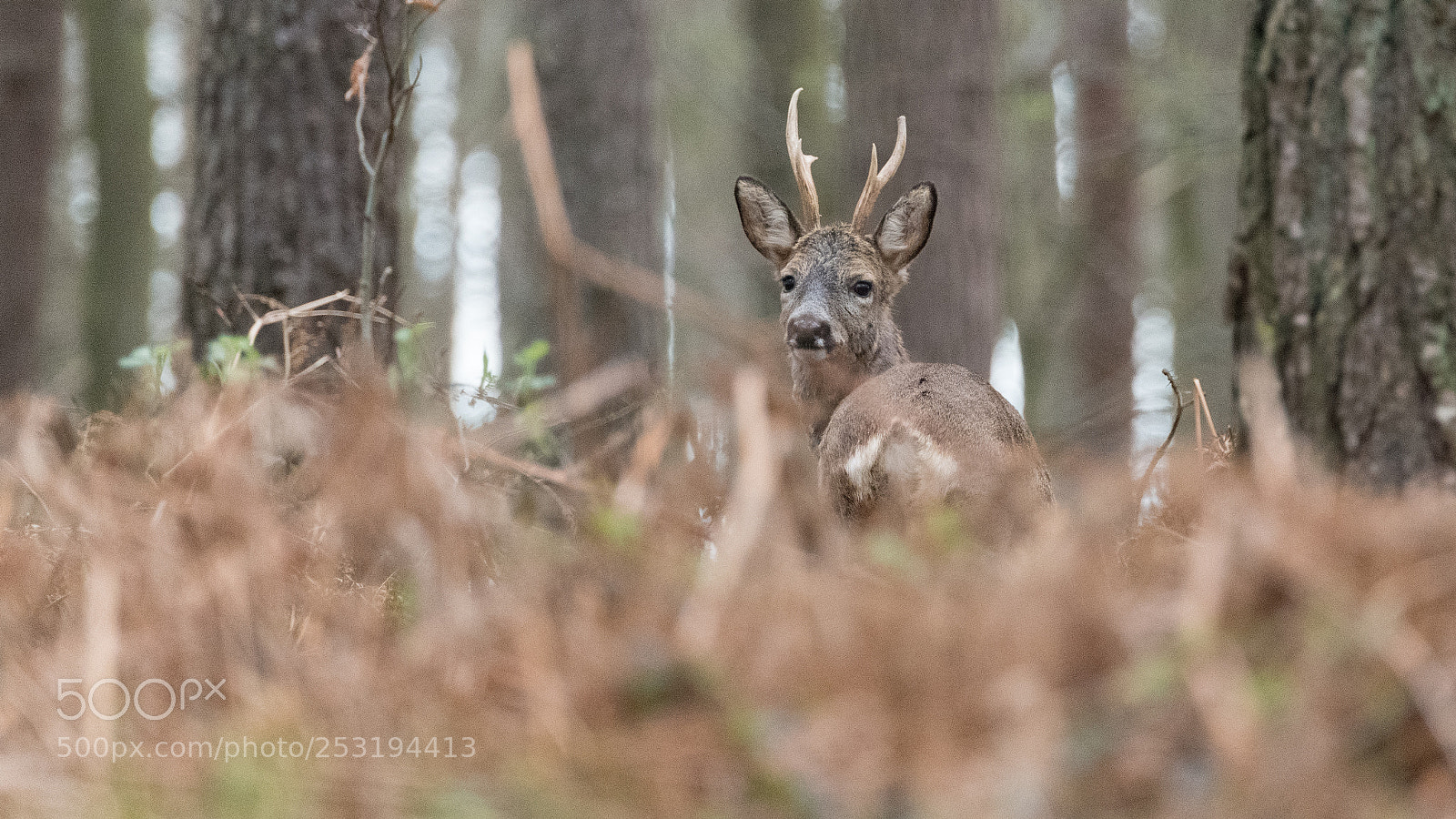 Nikon D850 sample photo. Chevreuil europ en roe photography