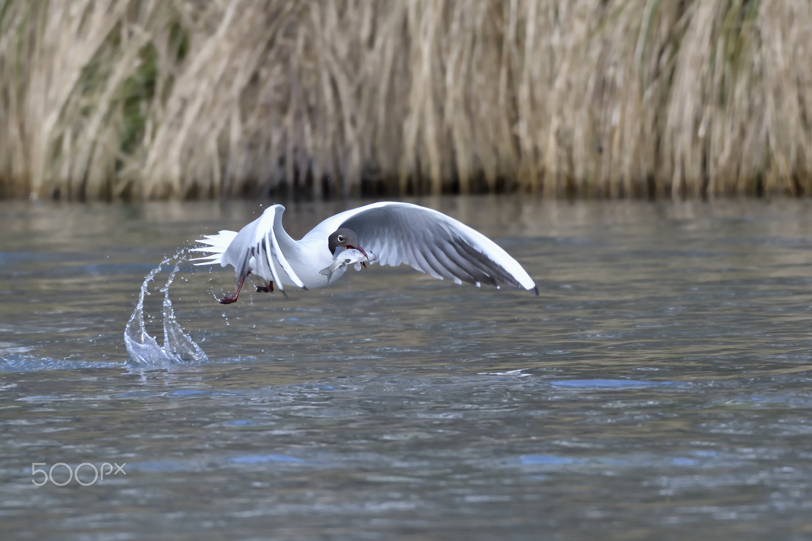 Nikon AF-S Nikkor 200-500mm F5.6E ED VR sample photo. Gull photography