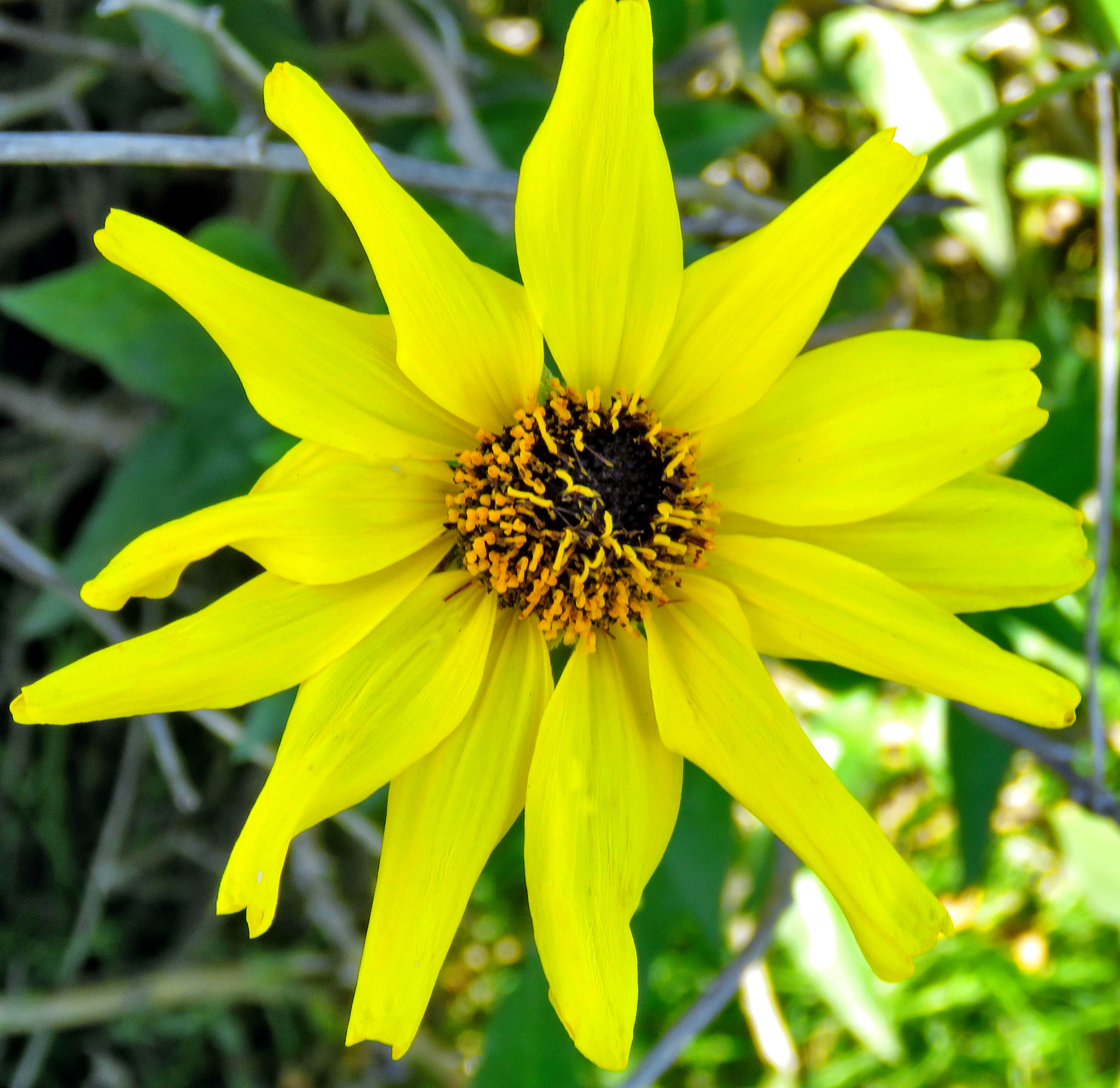 Canon PowerShot SX60 HS + 3.8 - 247.0 mm sample photo. Yellow daisy flower photography