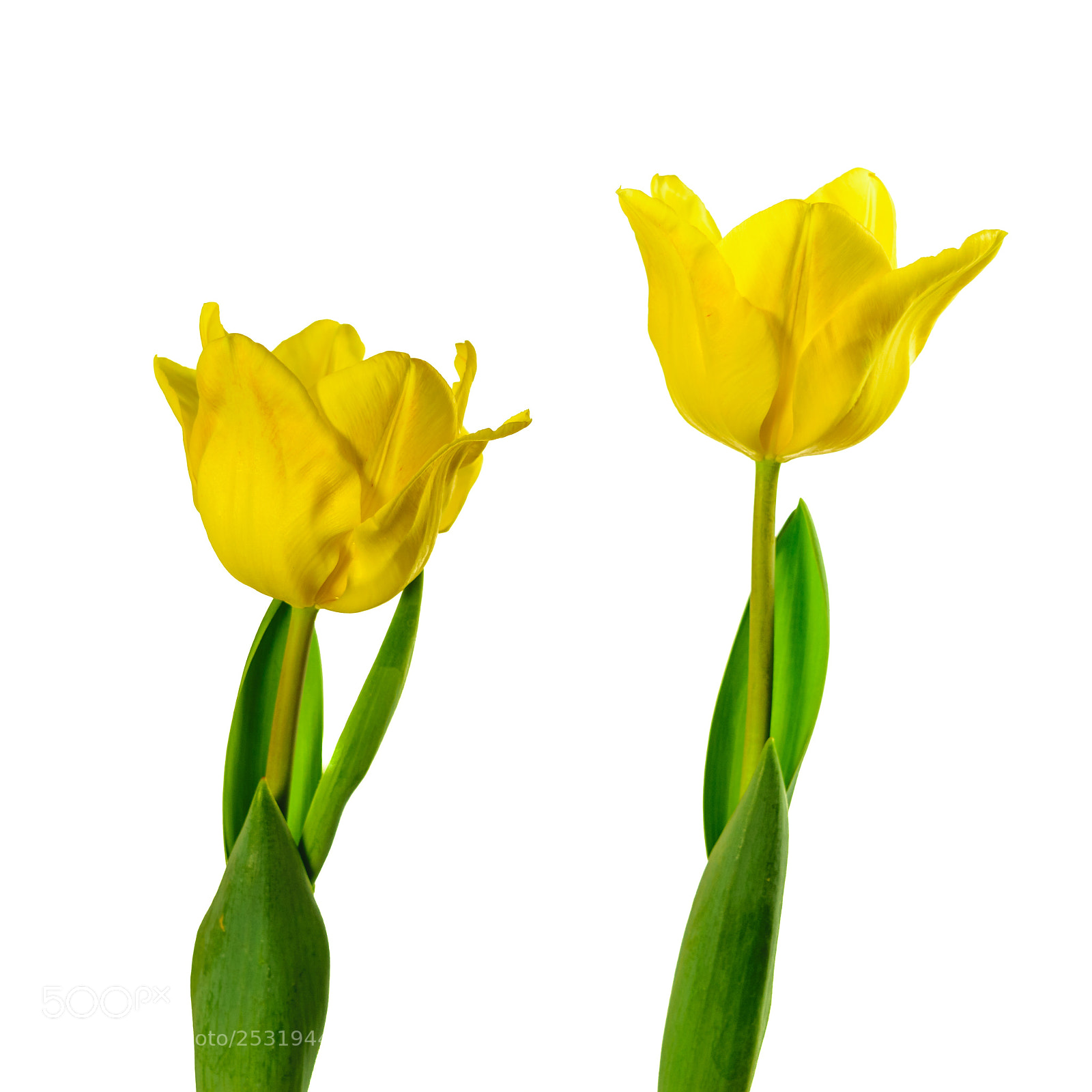 Nikon D5300 sample photo. Two tulips photography