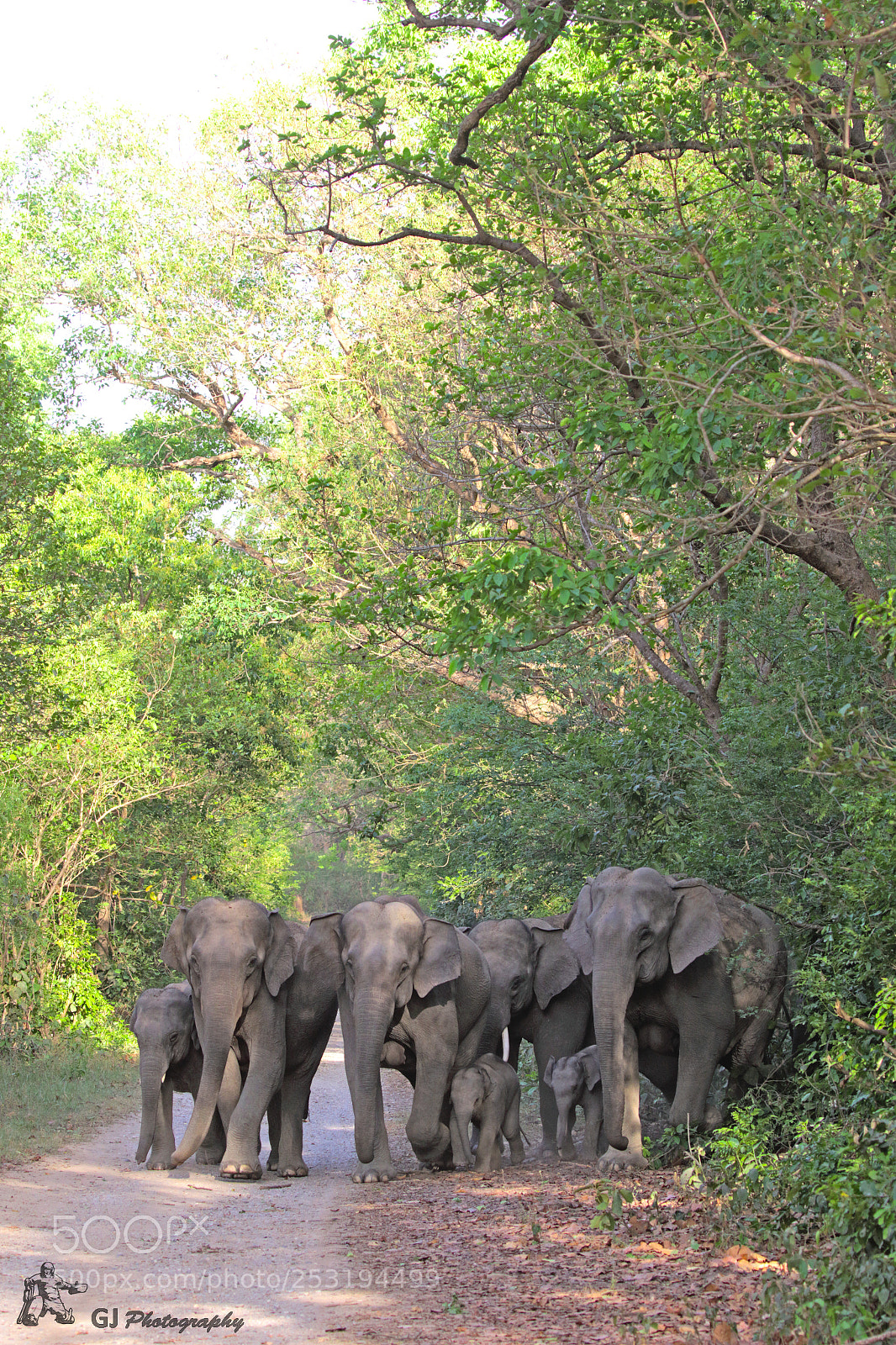 Canon EOS 7D Mark II sample photo. Elephants - herd photography