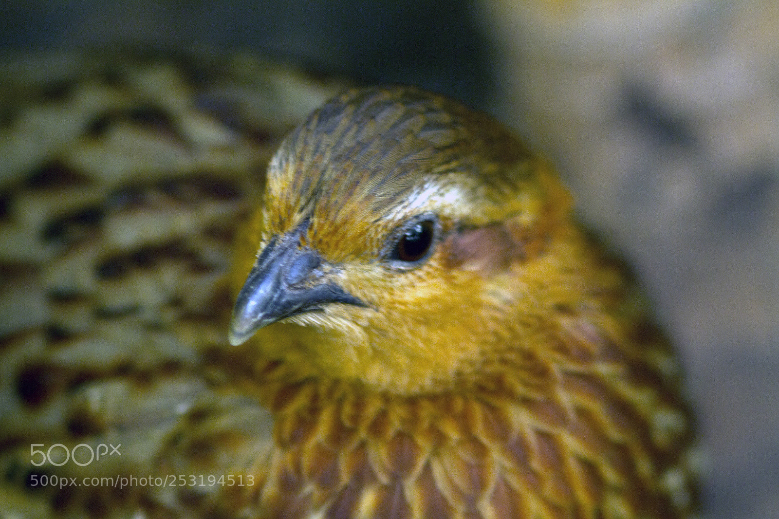 Canon EOS 7D sample photo. Birdhouse photography