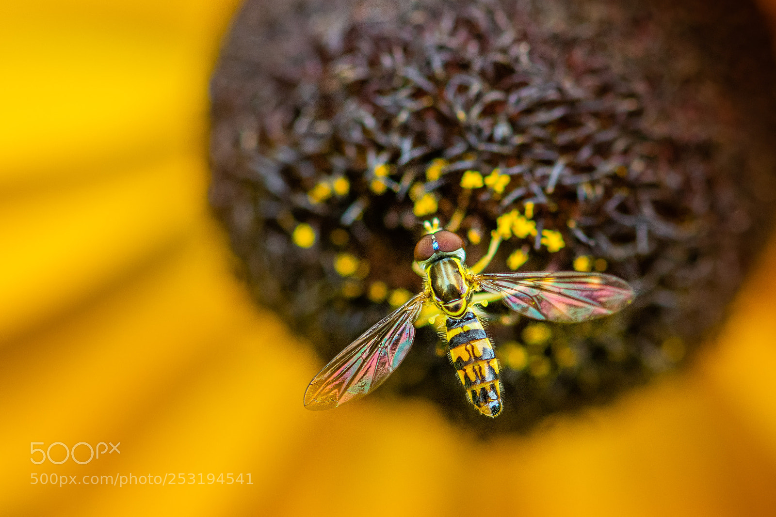 Nikon D7100 sample photo. Hoverfly #25 photography