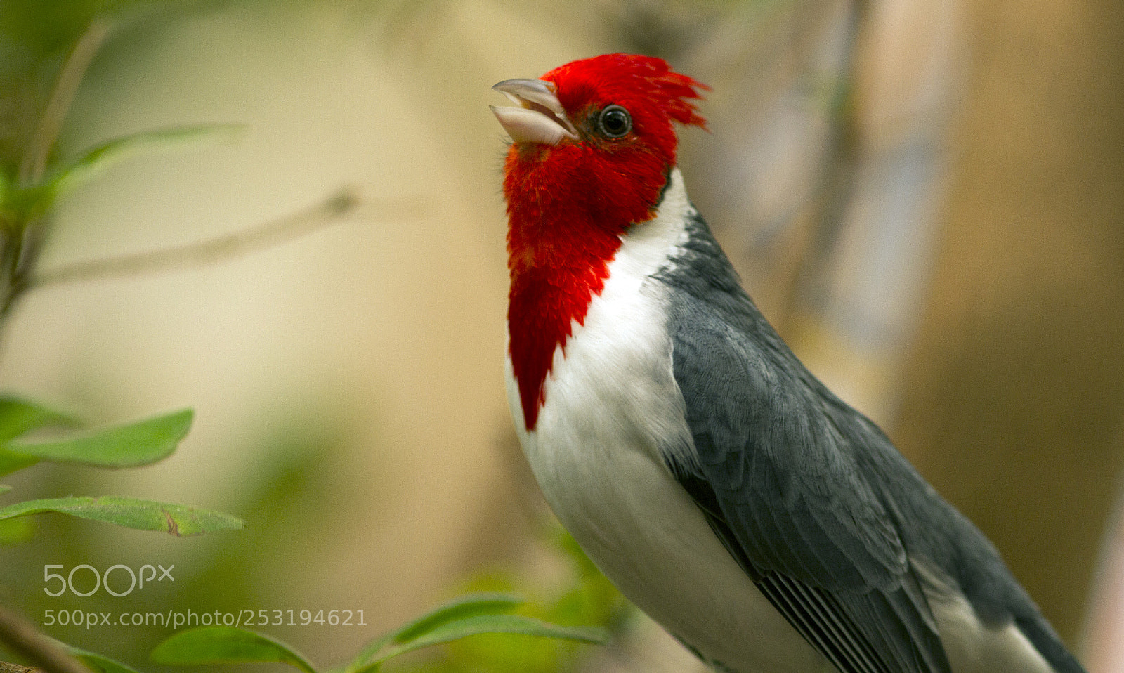 Canon EOS 7D sample photo. Birdhouse photography