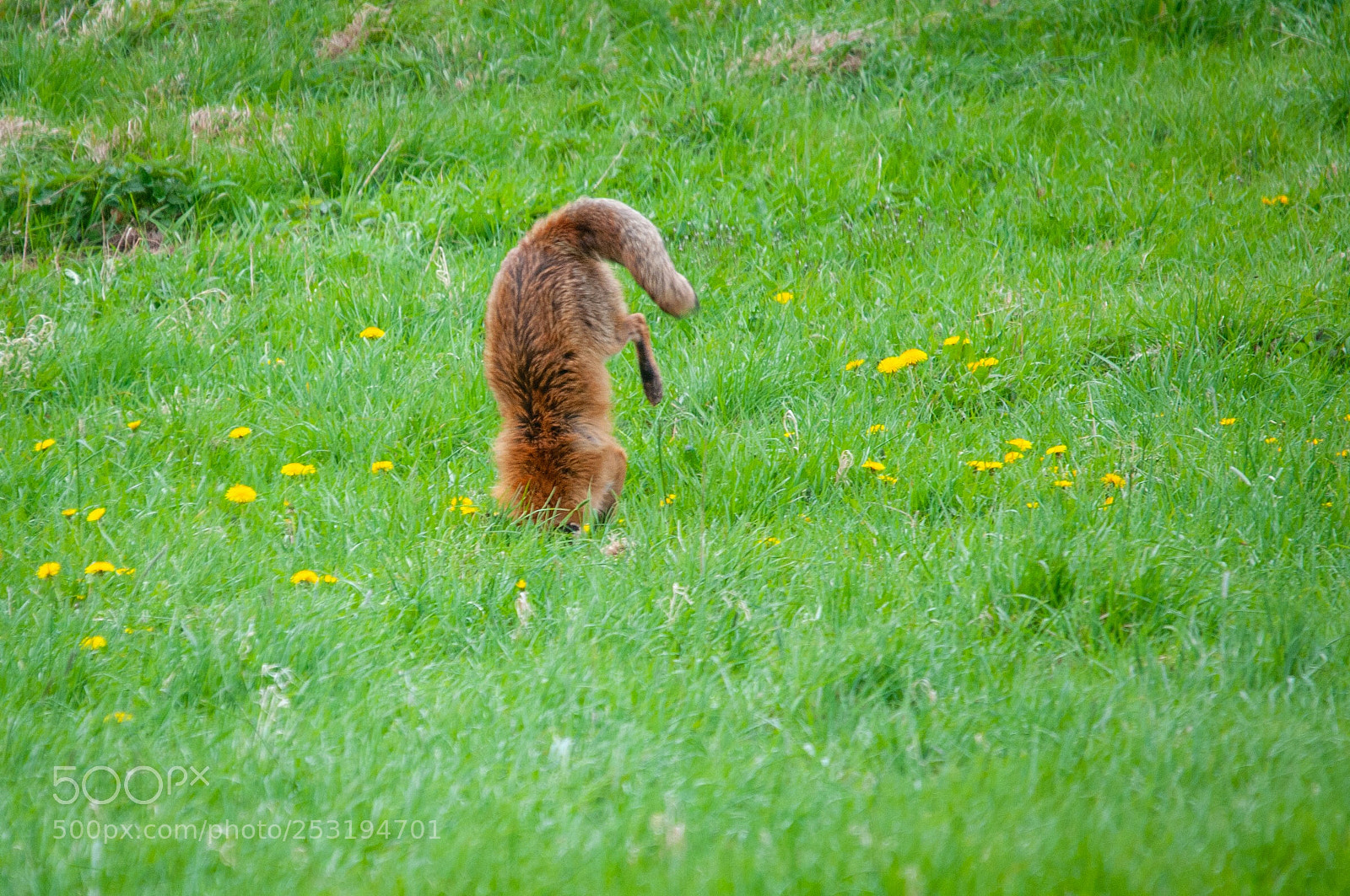 Nikon D300S sample photo. Kopfstand  photography