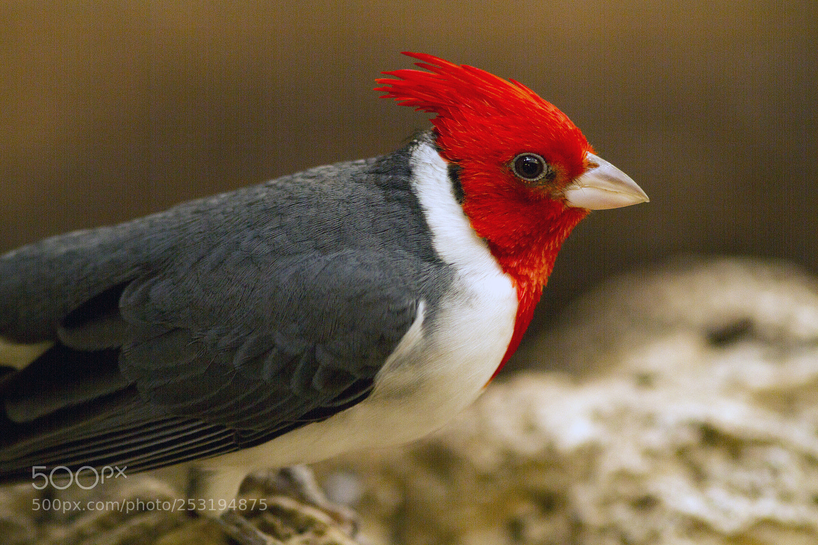 Canon EOS 7D sample photo. Birdhouse photography