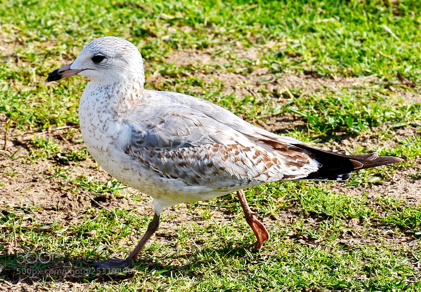 Nikon D7200 sample photo. Baby seagull walking in photography