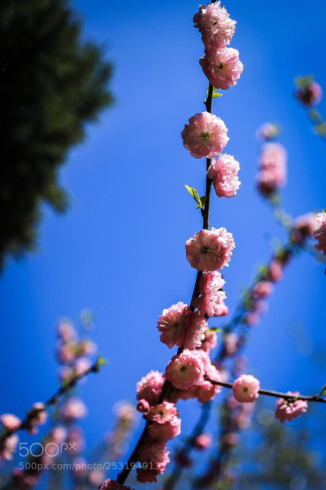 Canon EOS 6D Mark II sample photo. Florecer juntos photography