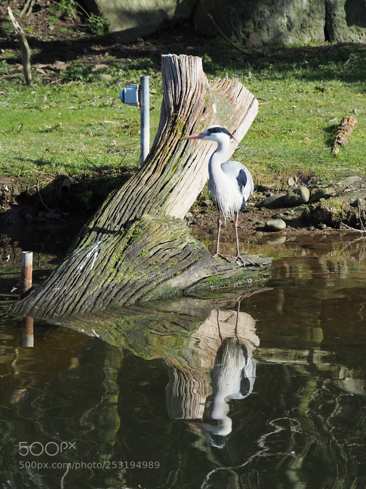 Olympus OM-D E-M5 II sample photo. Grey heron out standing photography