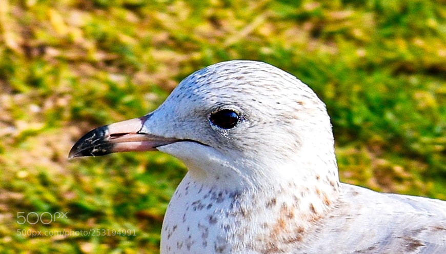 Nikon D7200 sample photo. Baby seagull portrait photography