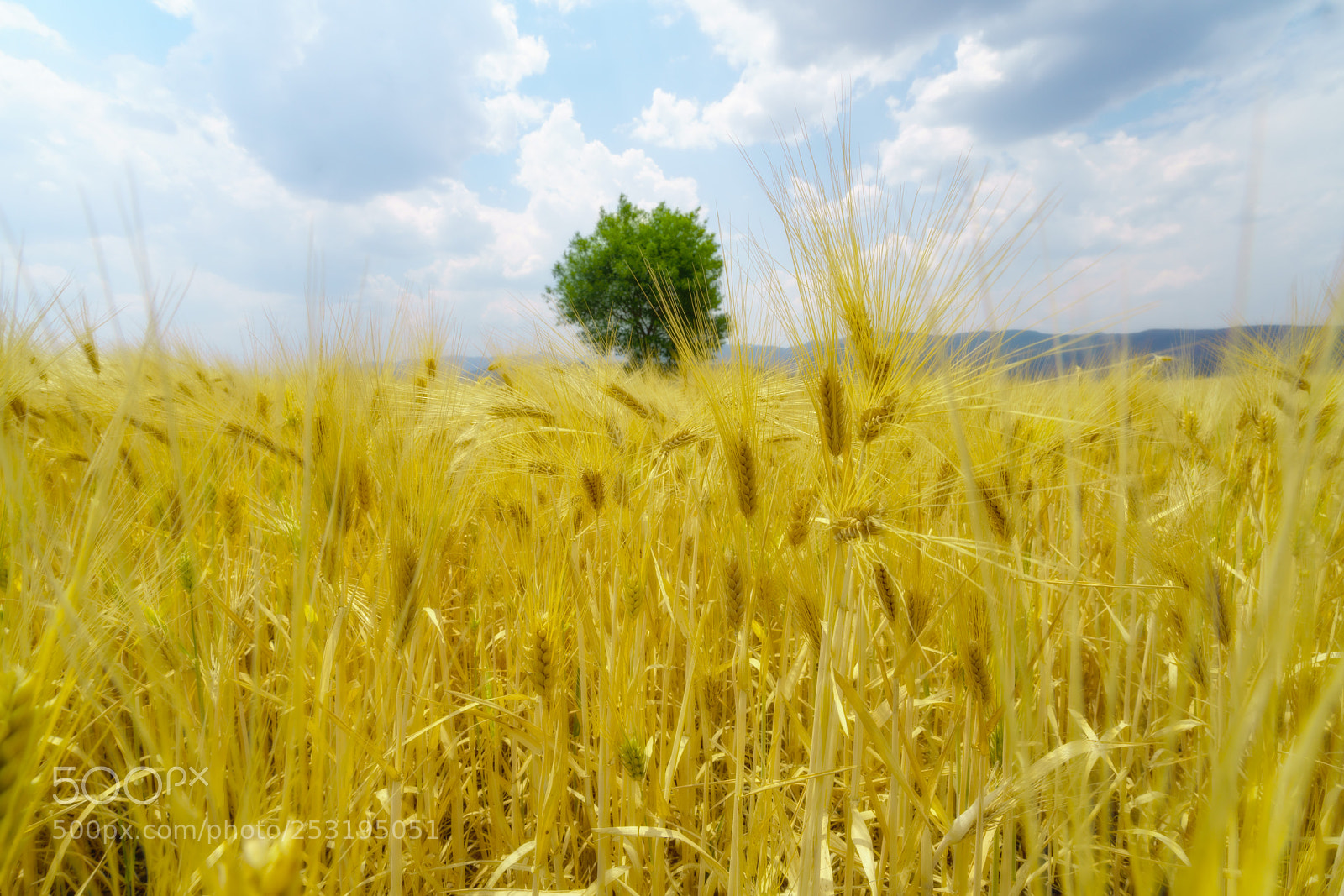 Sony a7R II sample photo. Wheat fields photography