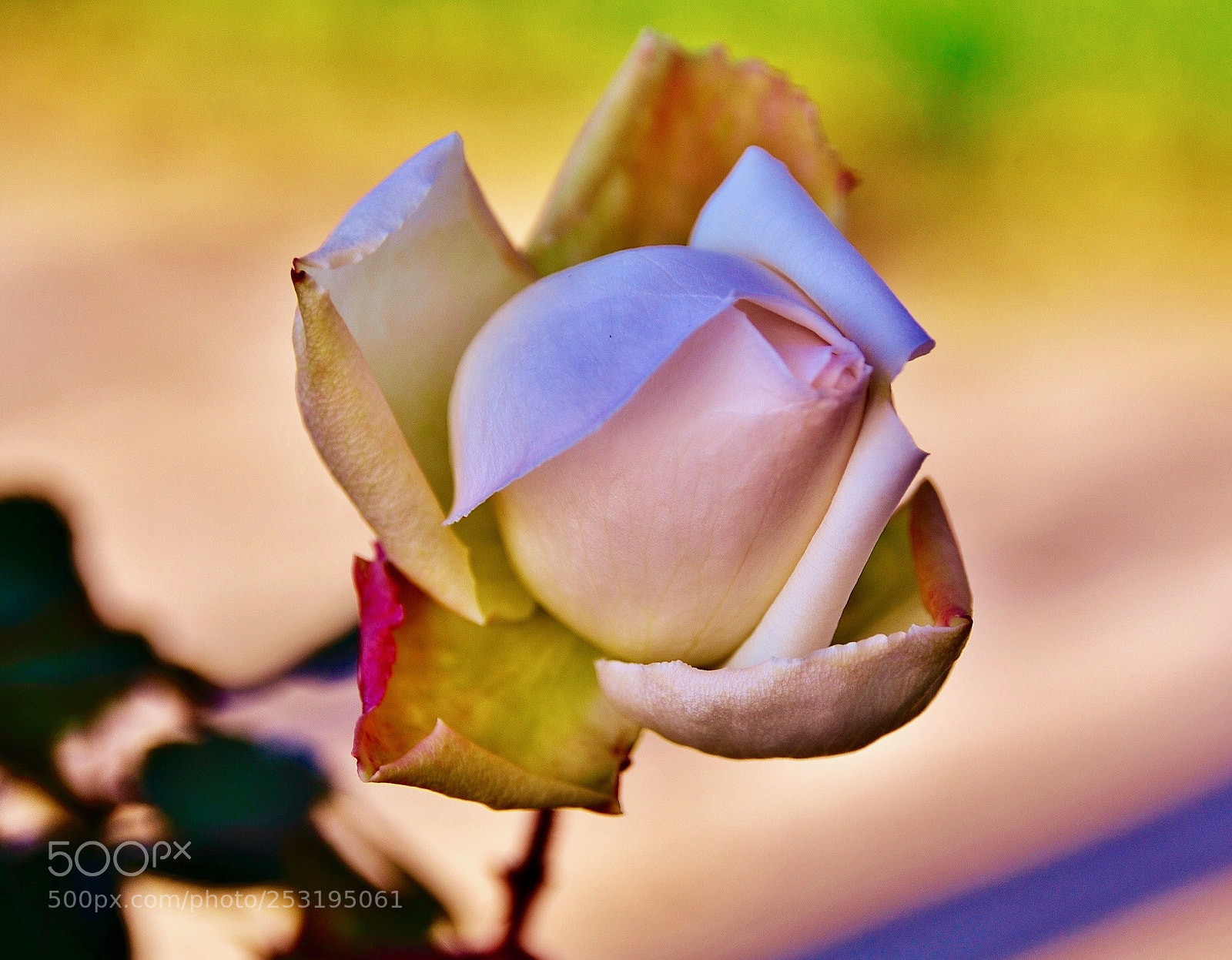 Nikon D7000 sample photo. The rose photography